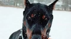 Доберман во сопственост на roshina - раса или родител функција?